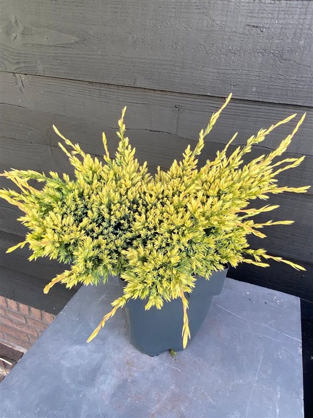 Juniperus squamata 'Holger' - C2